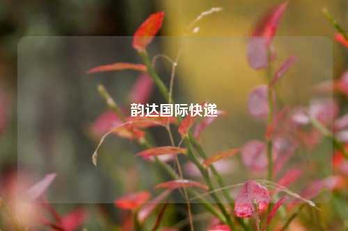 韵达国际快递
