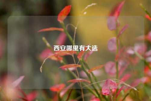 西安哪里有大选