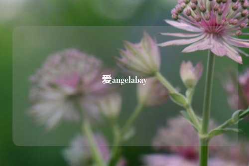 爱angelabay