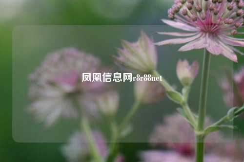 凤凰信息网r8r88net